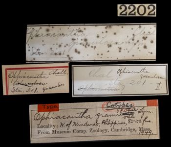 Media type: image;   Invertebrate Zoology OPH-1949 Aspect: labels
